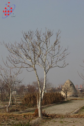 حکم آباد - باغ سبزی - زمستان